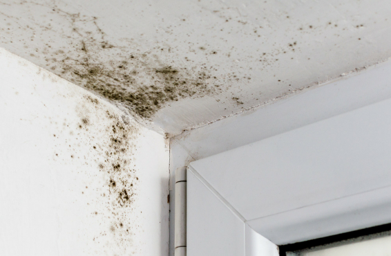 dégat des eaux devis peinture suite infiltration plafond Cézac 33620